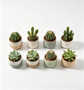 Rootivo Altman Plants Plantas Suculentas Vivas (Paquete de 20) Plantas Suculentas en Macetas Variadas con Mezcla de Tierra para Cactus, Plantas de Interior